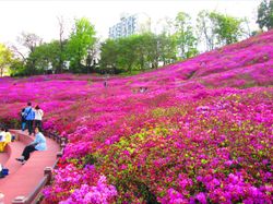 만개한 철쭉동산