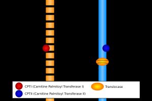 세포질에서 미토콘드리아 기질로 아실-CoA가 운반되는 과정(지방산 수송 시스템)