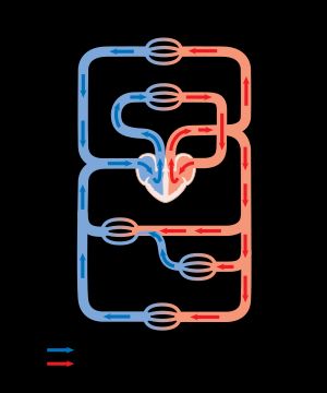 신체의 순환계를 보여주는 다이어그램