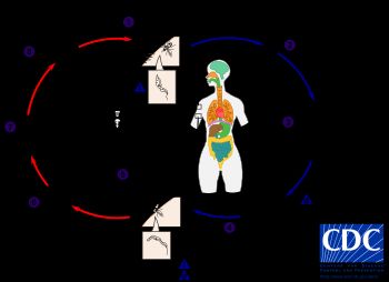 Trypanosoma brucei의 생활환