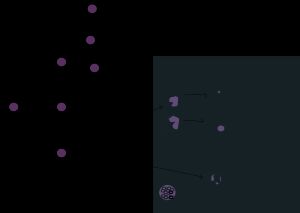 A cartoon showing the relationships between a stem cell and mature white blood cells. Eight different types of white blood cell can derive from the same stem cell.