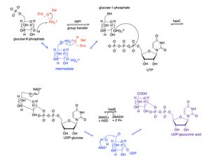 전구체 1: UDP-글루쿠론산의 합성