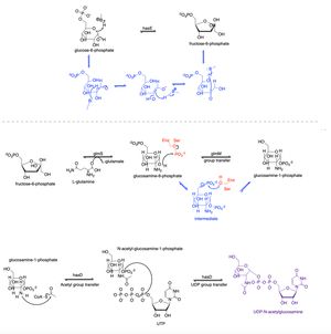 전구체 2: UDP-N-아세틸글루코사민의 합성