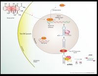 Tet-ON 유도성 shRNA 시스템