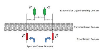 효소 연결 수용체 구조 개략도 (IGF-1R 구조)