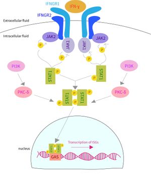 II형 IFN에 의해 활성화된 JAK-STAT 신호 전달 경로.