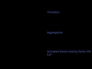  트롬빈과 제13인자의 도움으로 피브리노겐에서 피브린으로 변화하는 과정.