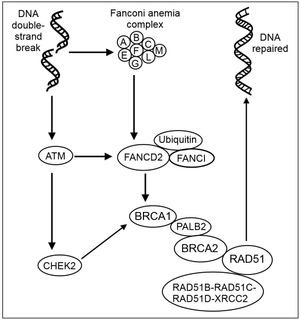 DNA 이중 가닥 손상의 재조합 복구 - 몇 가지 주요 단계