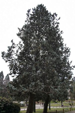 매끄러운 애리조나 측백나무