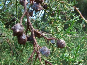 멕시코 측백나무 구과