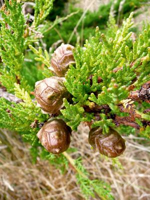 멘도시노 측백나무 구과