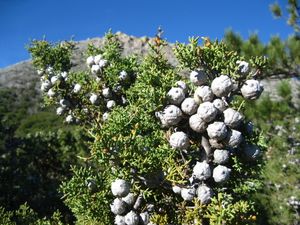 쿠야마카 측백나무 구과