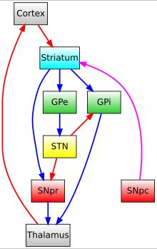 기저핵의 주요 구성 요소와 상호 연결 다이어그램