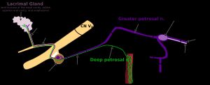 눈물샘의 자율 신경 지배에 관여하는 신경 가지. 경로의 말단 부분은 개인마다 다르며 얼굴 깊숙한 곳의 다른 샘과도 다를 수 있다.