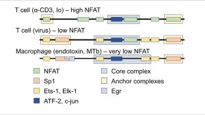 diagram of enhanceosome composition for example cell types and stimulants