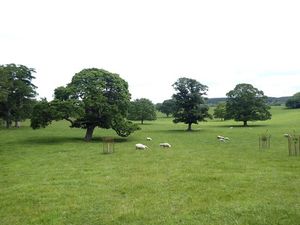 전형적인 영국 조경 공원: 짧고 탄력있는 잔디밭과 드문드문 심어진 나무.