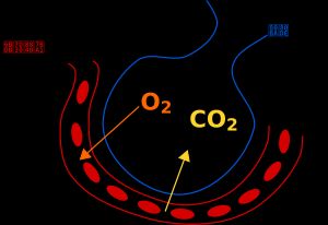 사람에서의 가스 교환. 산소(O)와 이산화 탄소(CO)가 모세 혈관과 폐포 사이에서 들어오고 나간다.