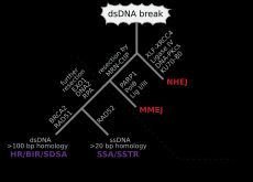 주요 이중 가닥 절단 복구 경로