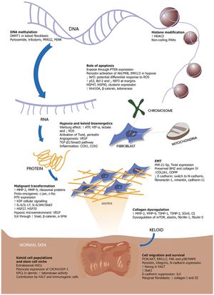 켈로이드 병태생리에 기여하는 주요 과정