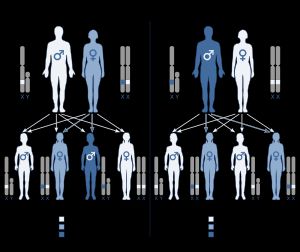 X-연관 열성 유전
