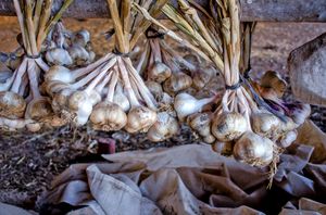 수확 후 매달아 건조