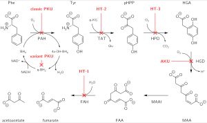 티로신의 대사 장애의 병태생리학, 혈액 내 티로신 수치 증가를 유발