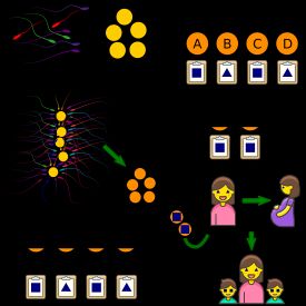 착상 전 유전자 검사는 OI 가족이 질병이 없는 자손을 보장하기 위해 받을 수 있는 의료 절차이다.