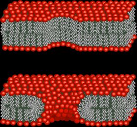모공 가장자리에 있는 지질의 두 가지 가능한 형태. 상단 이미지에서 지질이 재배열되지 않아 모공 벽이 소수성이다. 하단 이미지에서 일부 지질 헤드가 구부러져 모공 벽이 친수성이다.