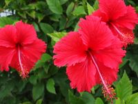 부소게(서노모테시)