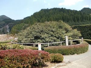 후도산의 차나무