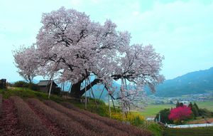 요시다의 백년 벚꽃