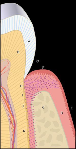 백악질은 상아질(B)을 덮는 치아 뿌리 표면층으로, 치주 인대 섬유를 통해 치조골(C)에 부착된다.