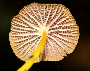 Marasmius cf. cladophyllus의 문합된 아가미