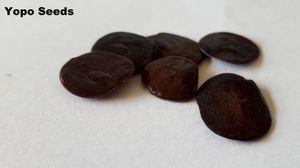 아나데난테라 페레그리나(Anadenanthera peregrina) 나무의 요포 씨앗은 환각 물질 사용의 오랜 역사를 가지고 있으며, 짧지만 뚜렷한 환각 경험을 유발한다.