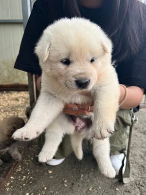 흰색 진돗개 강아지