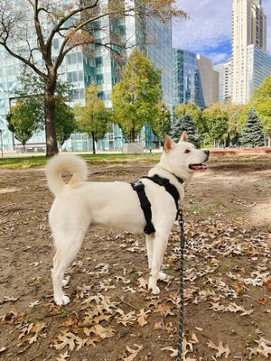 흰색 수컷 진돗개