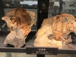 국립중앙과학관에 전시된 삼엽충 화석 바실리엘라 티피칼리스(Basiliela typicalis)