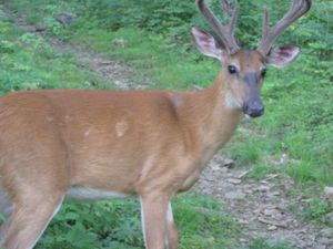 파이니 릿지의 사슴