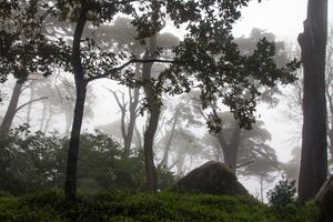 신트라 산맥의 높은 습도와 서늘한 기온은 매우 흔하다.