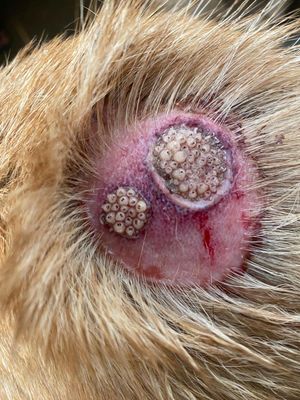 개의 살 속에 있는 구더기