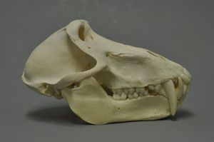 차크마개코원숭이 두개골