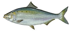 수십 년 동안 사라졌던 아메리카 차드가 최근 포토맥강으로 돌아왔습니다.