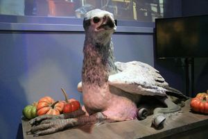 해리 포터 제작 투어에 있는 벅비크.