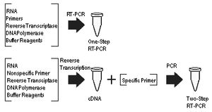1단계 vs 2단계 RT-PCR