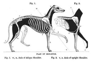 그레이하운드 골격의 그림