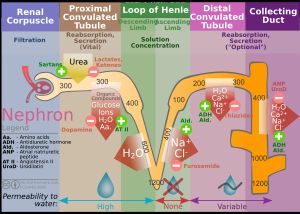 네프론에서 이온의 이동을 개략적으로 보여주는 다이어그램 (오른쪽에 집합관)