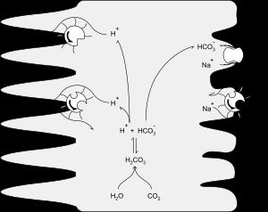 산염기 균형에 관여하는 펌프를 보여주는 근위 세뇨관 세포 (왼쪽은 세뇨관의 내강)