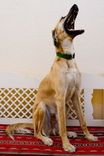 카타르의 "깃털" 살루키