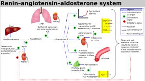 레닌-안지오텐신-알도스테론 계통.
