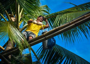 필리핀의 노동자가 대나무 다리 네트워크를 사용하여 잘린 꽃자루에서 단 코코야자 수액을 수집하여 증류주인 람바녹을 생산